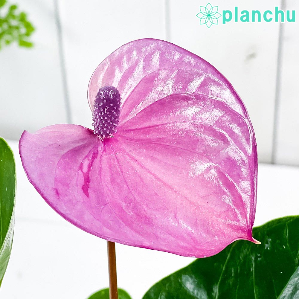 PLANCHU 観葉植物 アンスリウム カバリ 4号鉢 受け皿付き 育て方説明書付き Anthurium andraeanum ‘Cavalli’ アンスリューム アロイド 鉢花 パープル系
