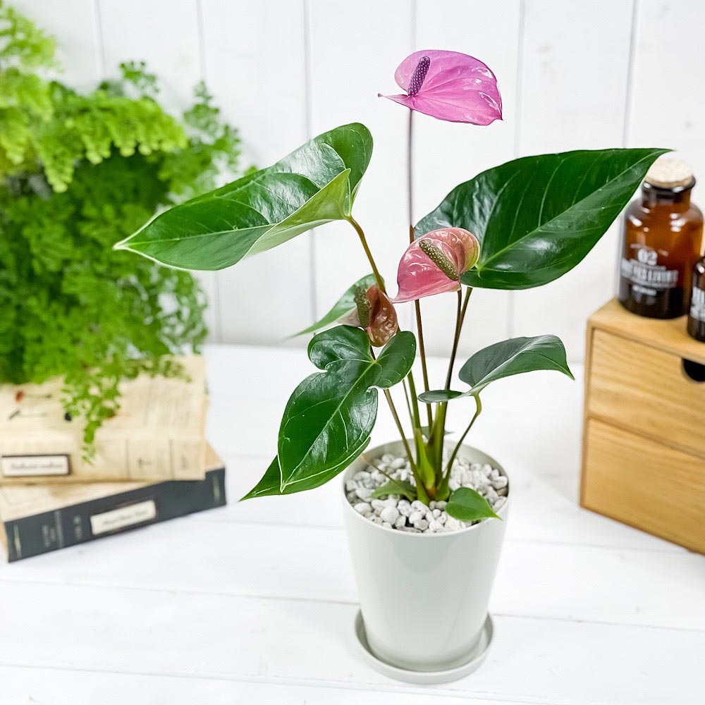 PLANCHU 観葉植物 アンスリウム カバリ 4号鉢 受け皿付き 育て方説明書付き Anthurium andraeanum ‘Cavalli’ アンスリューム アロイド 鉢花 パープル系