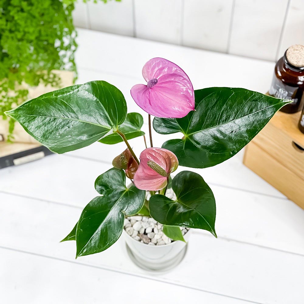 PLANCHU 観葉植物 アンスリウム カバリ 4号鉢 受け皿付き 育て方説明書付き Anthurium andraeanum ‘Cavalli’ アンスリューム アロイド 鉢花 パープル系