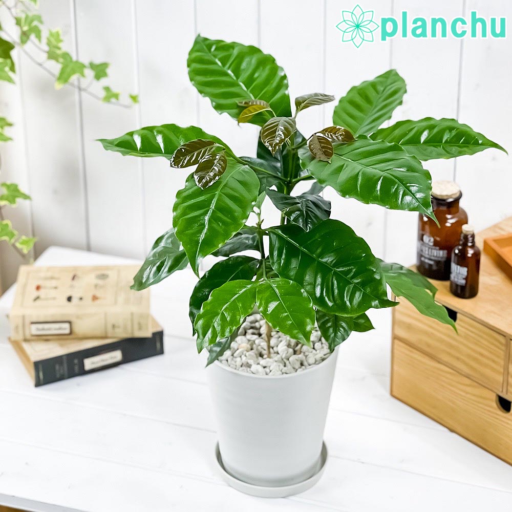 PLANCHU 観葉植物 コーヒーノキ アラビカ 5号鉢 受け皿付き 育て方説明