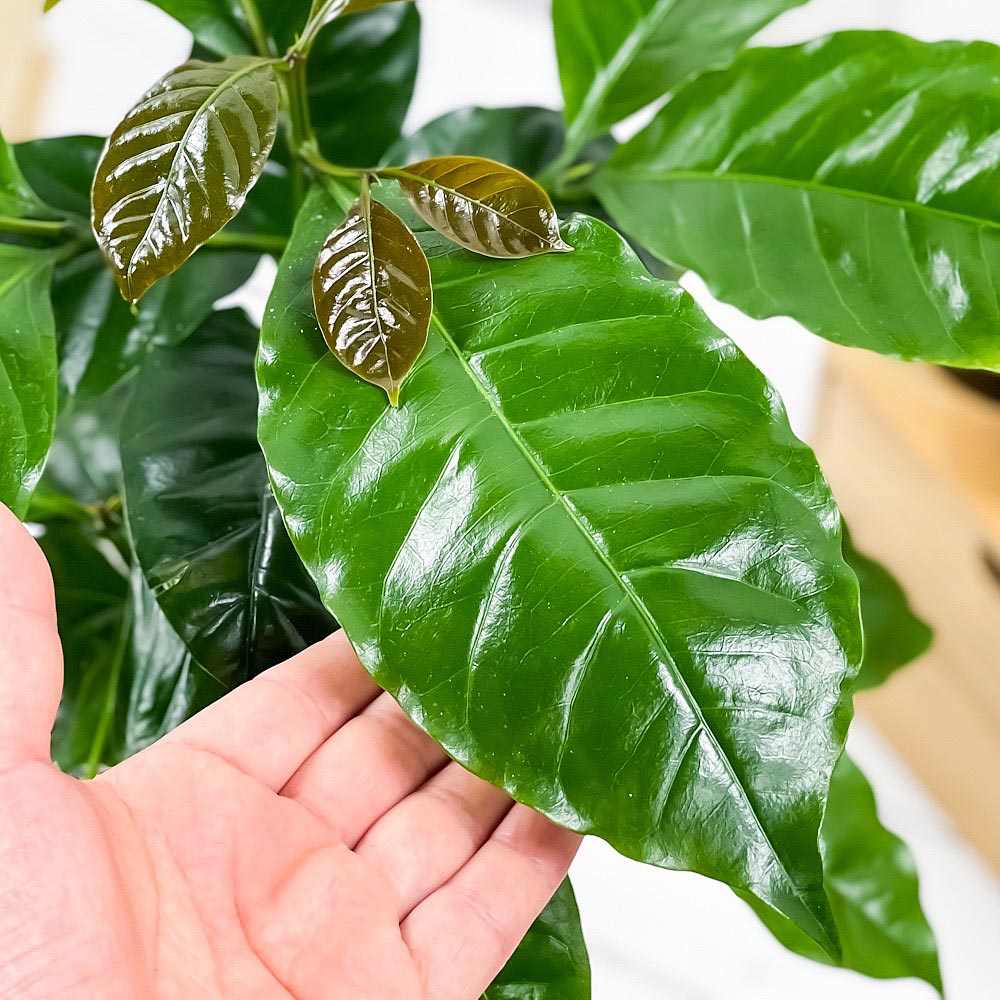 PLANCHU 観葉植物 コーヒーノキ アラビカ 5号鉢 受け皿付き 育て方説明書付き Coffea arabica コーヒーの木 珈琲の木 アラビカコーヒー
