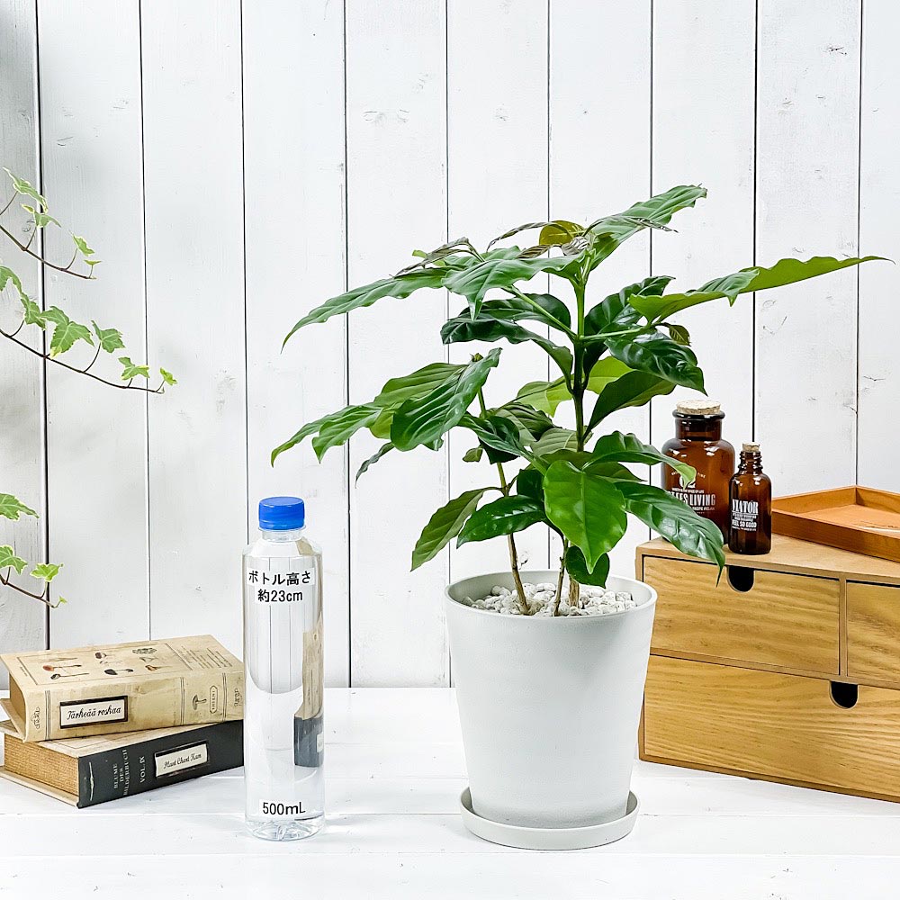 PLANCHU 観葉植物 コーヒーノキ アラビカ 5号鉢 受け皿付き 育て方説明書付き Coffea arabica コーヒーの木 珈琲の木 アラビカコーヒー