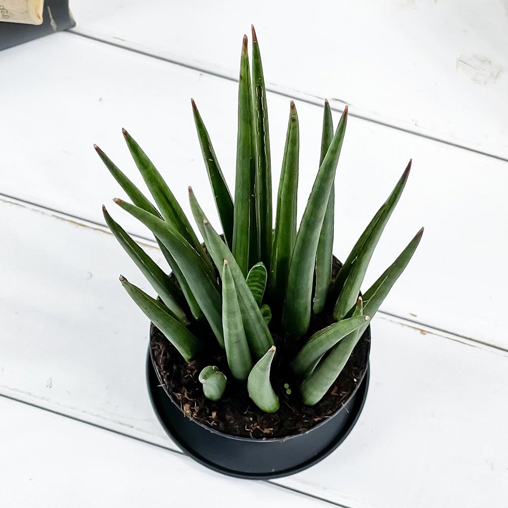 PLANCHU 観葉植物 サンセベリア シルバーニンファ ミカド 3号鉢 受け皿付き 育て方説明書付き Sansevieria ‘Silver Nymph’ サンスベリア