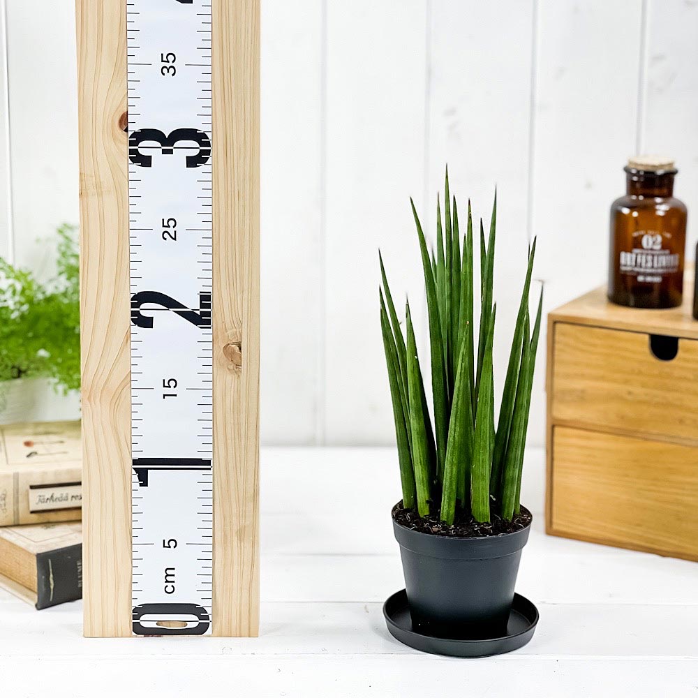 PLANCHU 観葉植物 サンセベリア シルバーニンファ ミカド 3号鉢 受け皿付き 育て方説明書付き Sansevieria ‘Silver Nymph’ サンスベリア
