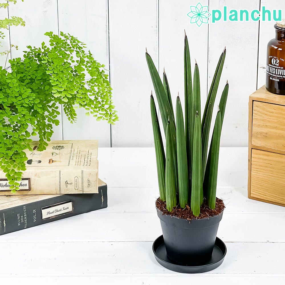 PLANCHU 観葉植物 サンセベリア sp. ミカド 3号鉢 受け皿付き 育て方