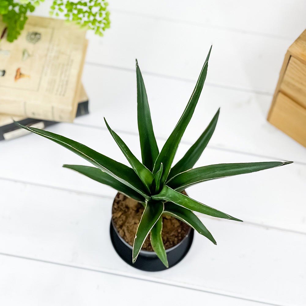 PLANCHU 観葉植物 サンセベリア シャムグリーン 3号鉢 受け皿付き 育て方説明書付き Sansevieria ‘Siam Green’ サイアムグリーン サンスベリア