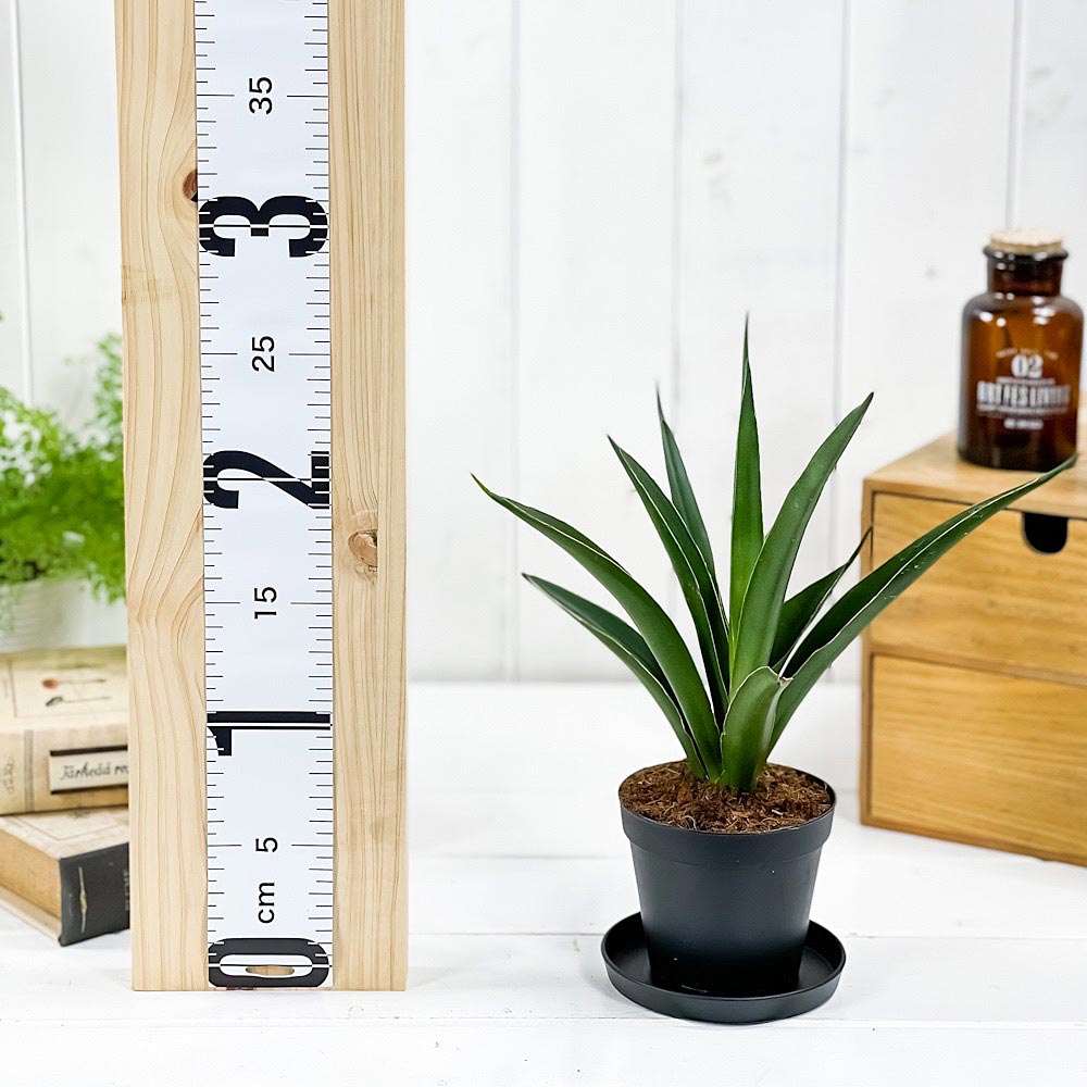 PLANCHU 観葉植物 サンセベリア シャムグリーン 3号鉢 受け皿付き 育て方説明書付き Sansevieria ‘Siam Green’ サイアムグリーン サンスベリア