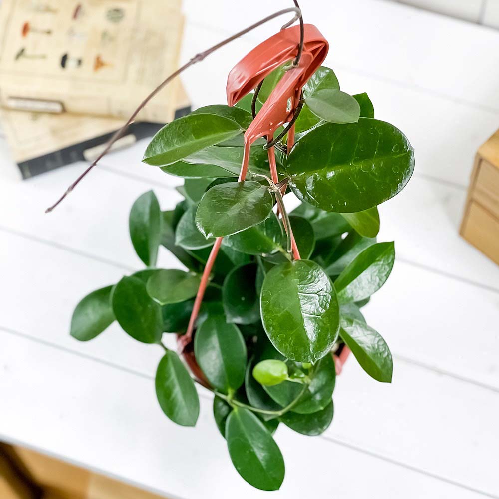 PLANCHU 観葉植物 ホヤ オーストラリス 5号吊り鉢 育て方説明書付き Hoya australis ガガイモ サクララン 桜蘭 アウストラリス