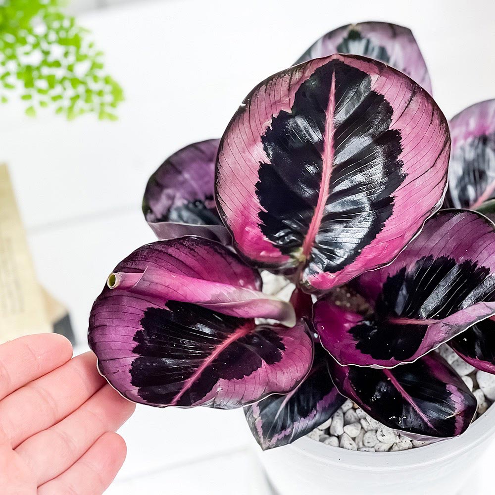 PLANCHU 観葉植物 カラテア レッドモジョ 5号樹脂鉢 サスティー付き 受け皿付き 育て方説明書付き ‘Red Mojo’ ピンクスター