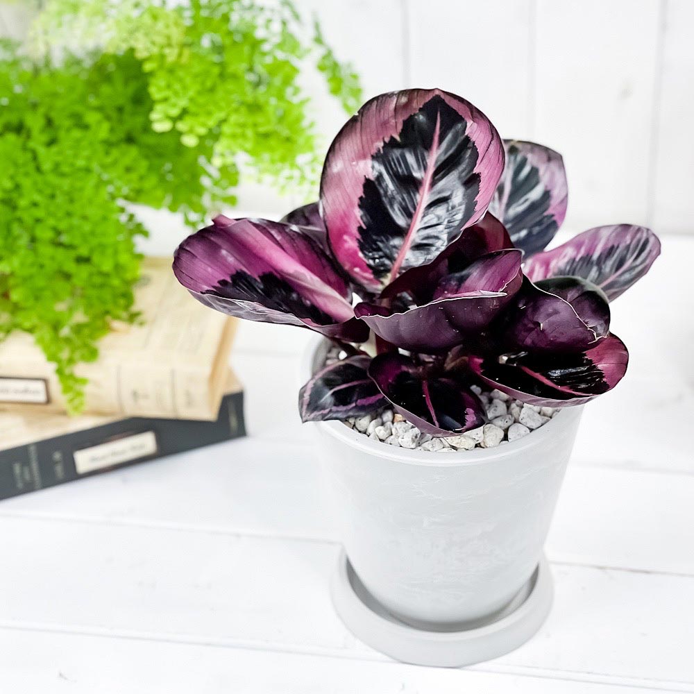 PLANCHU 観葉植物 カラテア レッドモジョ 5号樹脂鉢 サスティー付き 受け皿付き 育て方説明書付き ‘Red Mojo’ ピンクスター