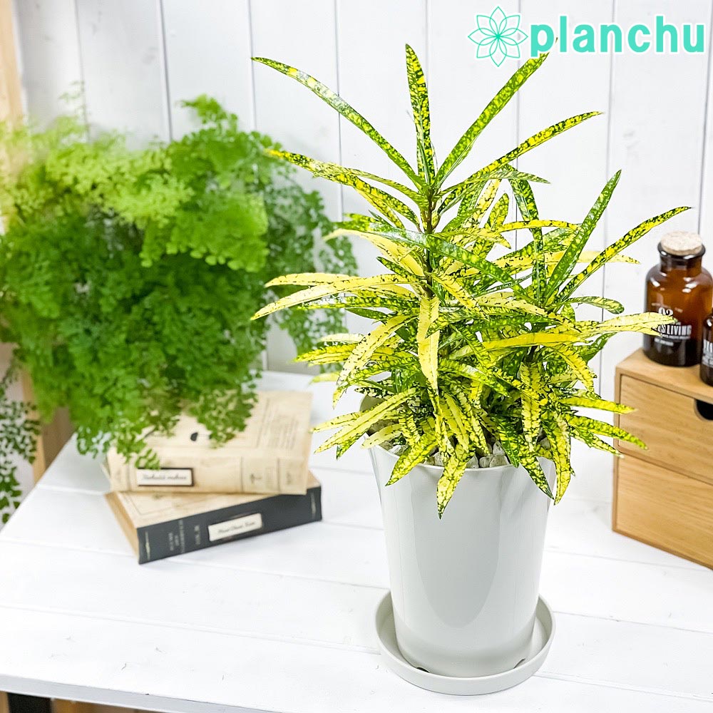 PLANCHU 観葉植物 クロトン リュウセイ 6号鉢 受け皿付き 育て方説明書