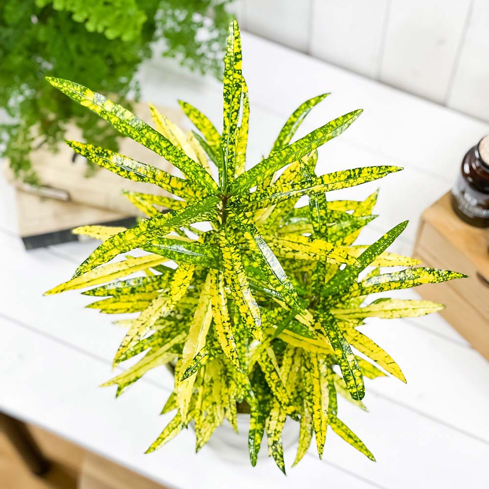 PLANCHU 観葉植物 クロトン リュウセイ 6号鉢 受け皿付き 育て方説明書付き Codiaeum variegatum cv. ヘンヨウボク 変葉木 流星