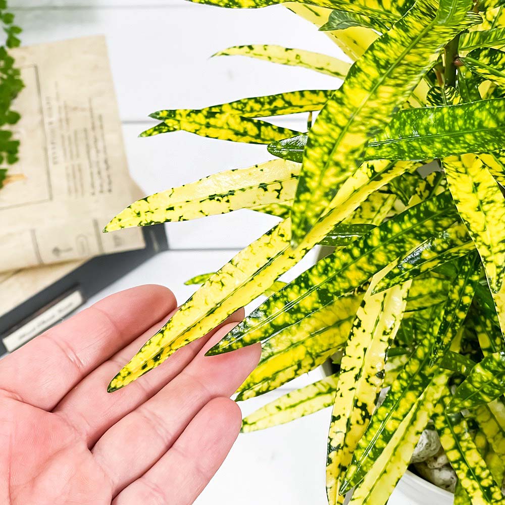 PLANCHU 観葉植物 クロトン リュウセイ 6号鉢 受け皿付き 育て方説明書付き Codiaeum variegatum cv. ヘンヨウボク 変葉木 流星
