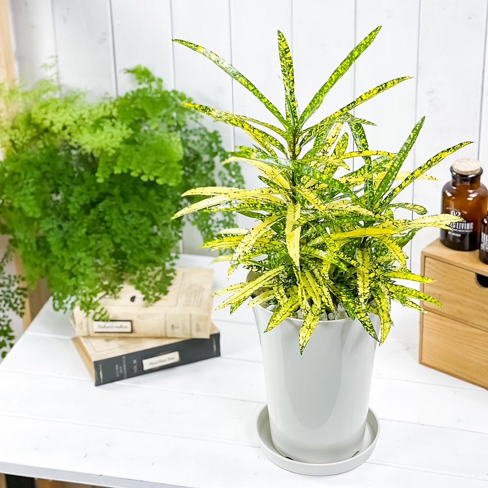 PLANCHU 観葉植物 クロトン リュウセイ 6号鉢 受け皿付き 育て方説明書付き Codiaeum variegatum cv. ヘンヨウボク 変葉木 流星