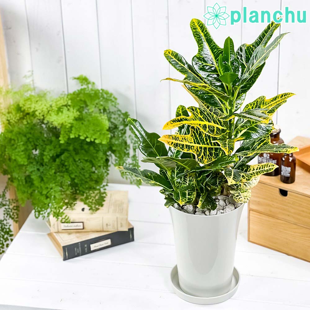 PLANCHU 観葉植物 クロトン ほこ葉系 イエロー 6号鉢 受け皿付き 育て
