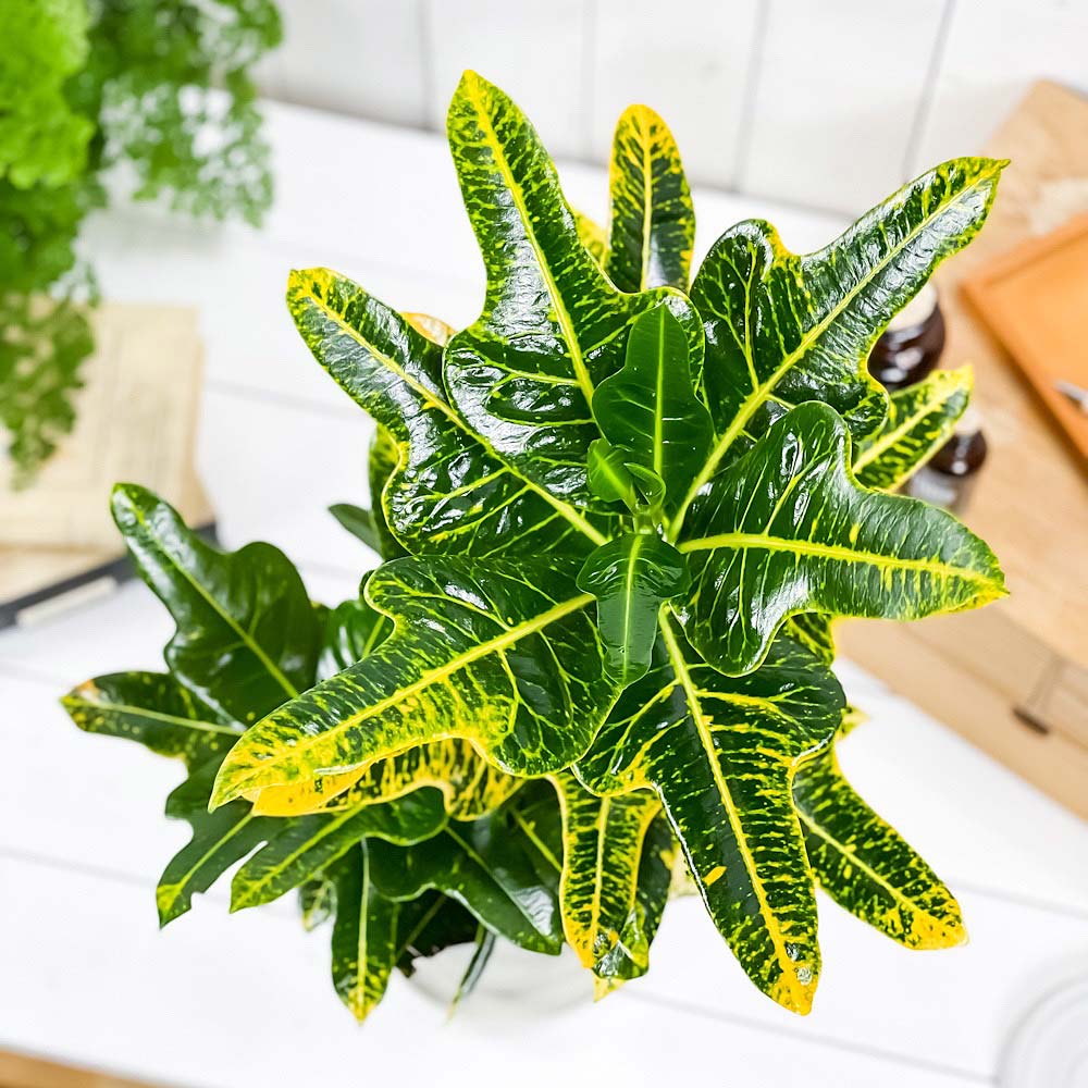 PLANCHU 観葉植物 クロトン ほこ葉系 イエロー 6号鉢 受け皿付き 育て方説明書付き Codiaeum variegatum cv. ヘンヨウボク 変葉木