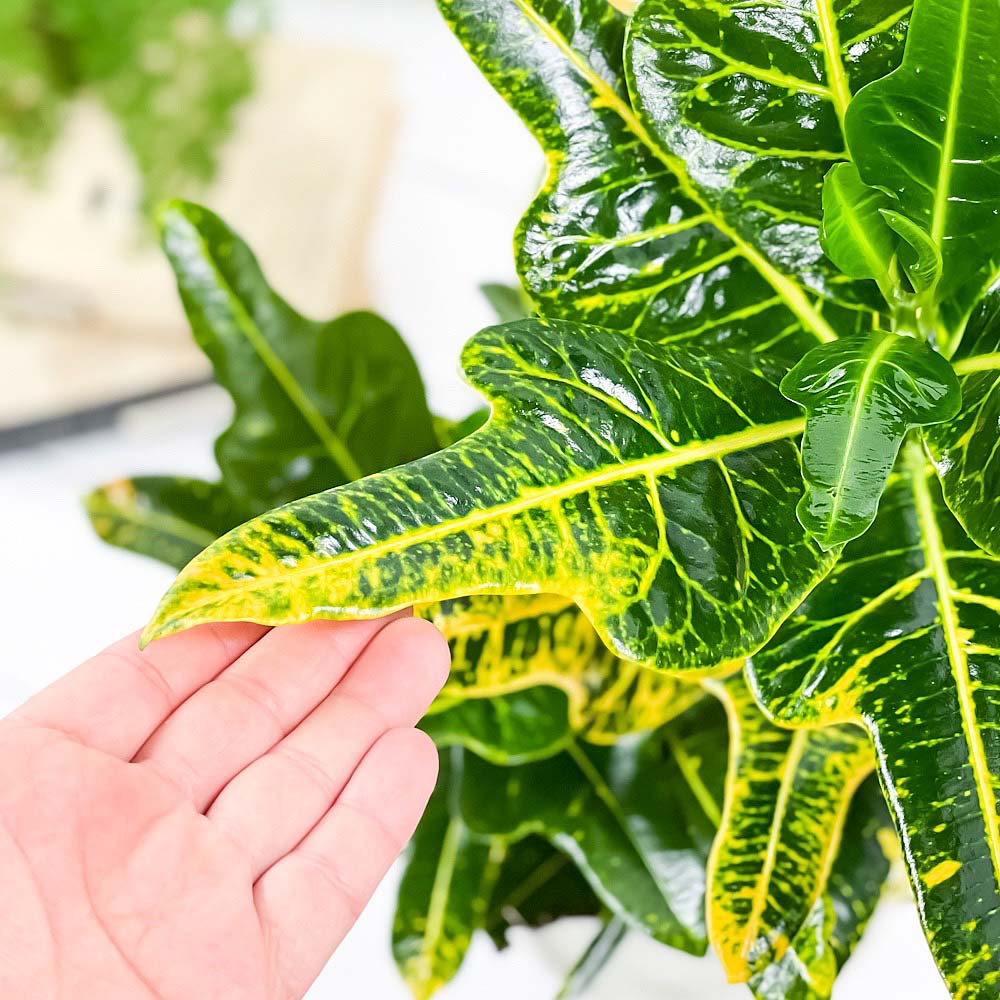 PLANCHU 観葉植物 クロトン ほこ葉系 イエロー 6号鉢 受け皿付き 育て方説明書付き Codiaeum variegatum cv. ヘンヨウボク 変葉木