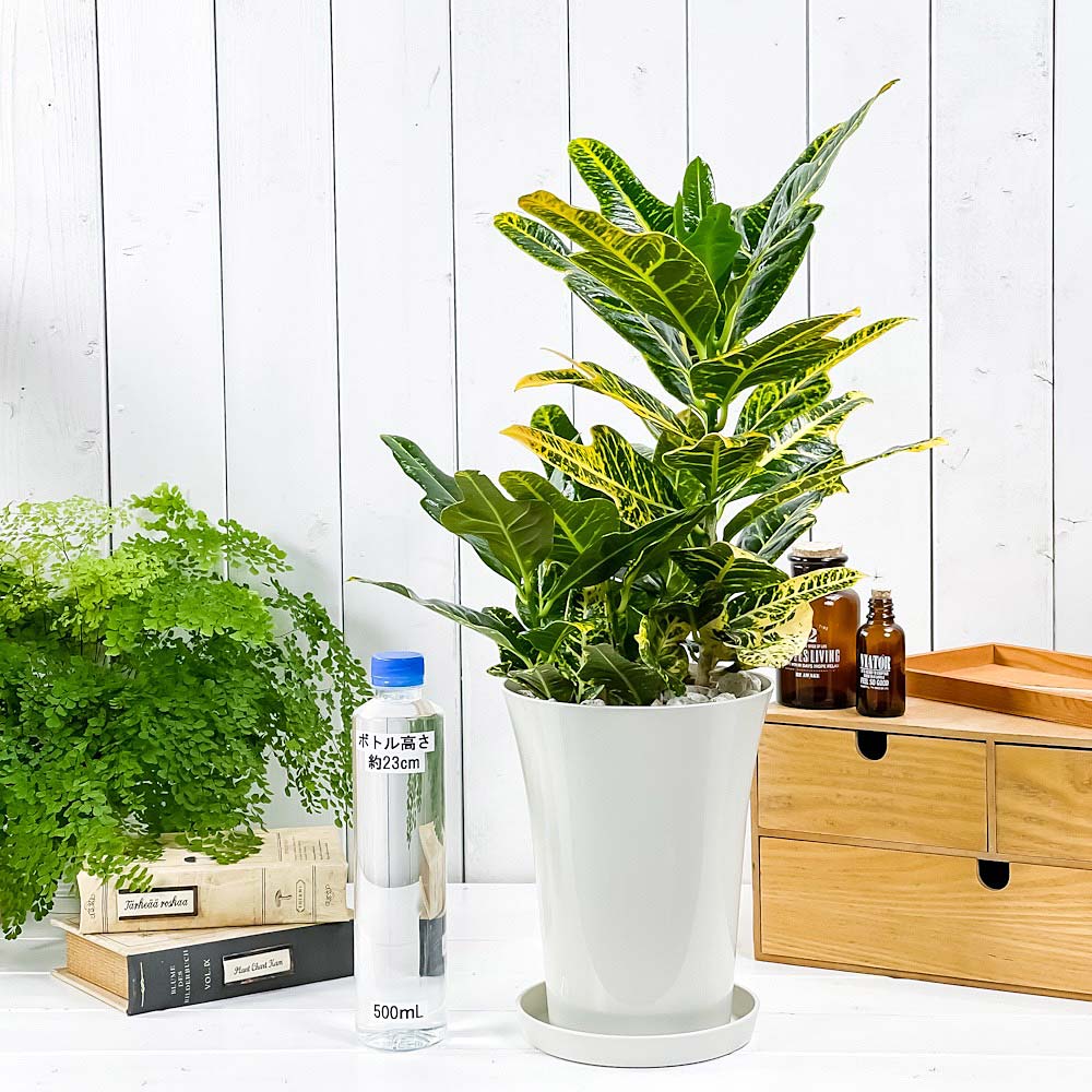 PLANCHU 観葉植物 クロトン ほこ葉系 イエロー 6号鉢 受け皿付き 育て方説明書付き Codiaeum variegatum cv. ヘンヨウボク 変葉木