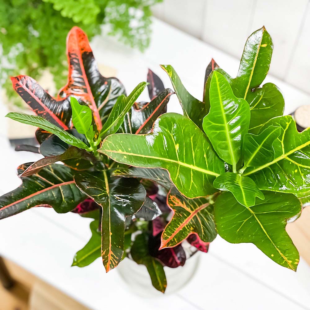 PLANCHU 観葉植物 クロトン ほこ葉系 レッド 6号鉢 受け皿付き 育て方説明書付き Codiaeum variegatum cv. ヘンヨウボク 変葉木