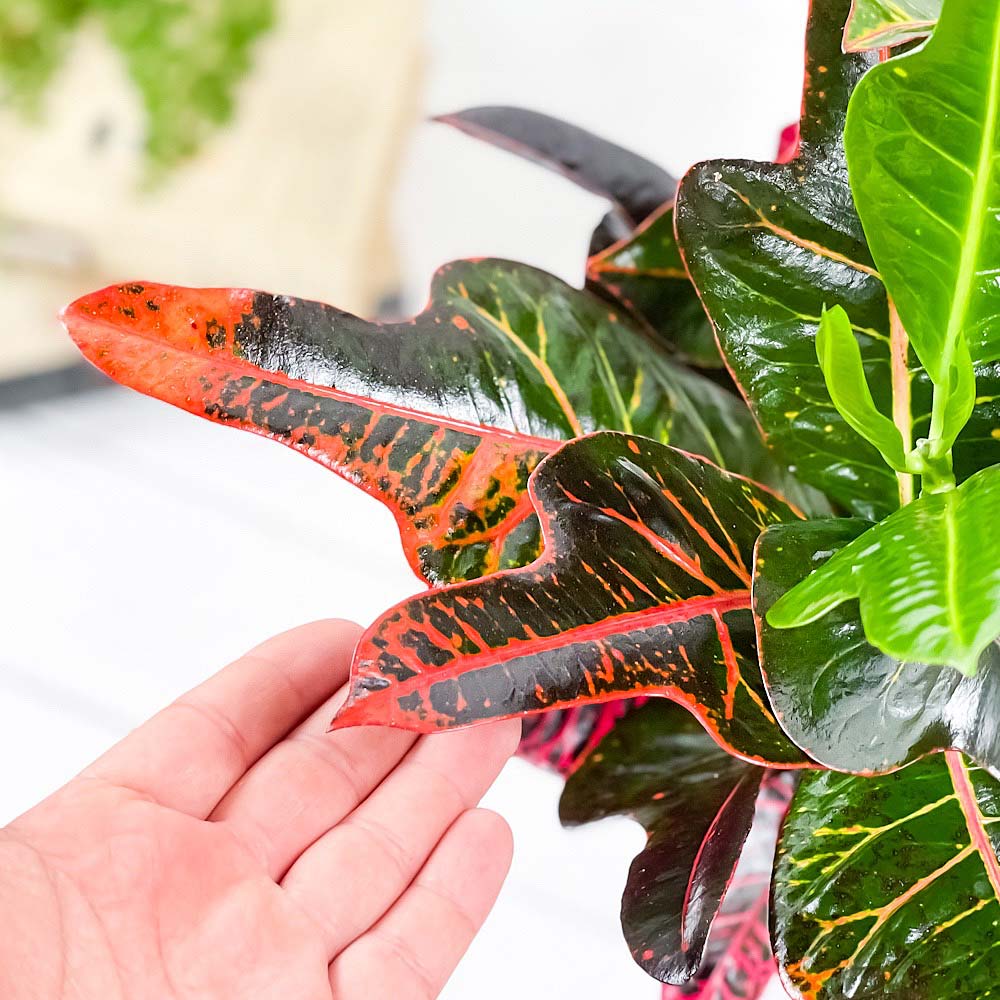 PLANCHU 観葉植物 クロトン ほこ葉系 レッド 6号鉢 受け皿付き 育て方説明書付き Codiaeum variegatum cv. ヘンヨウボク 変葉木