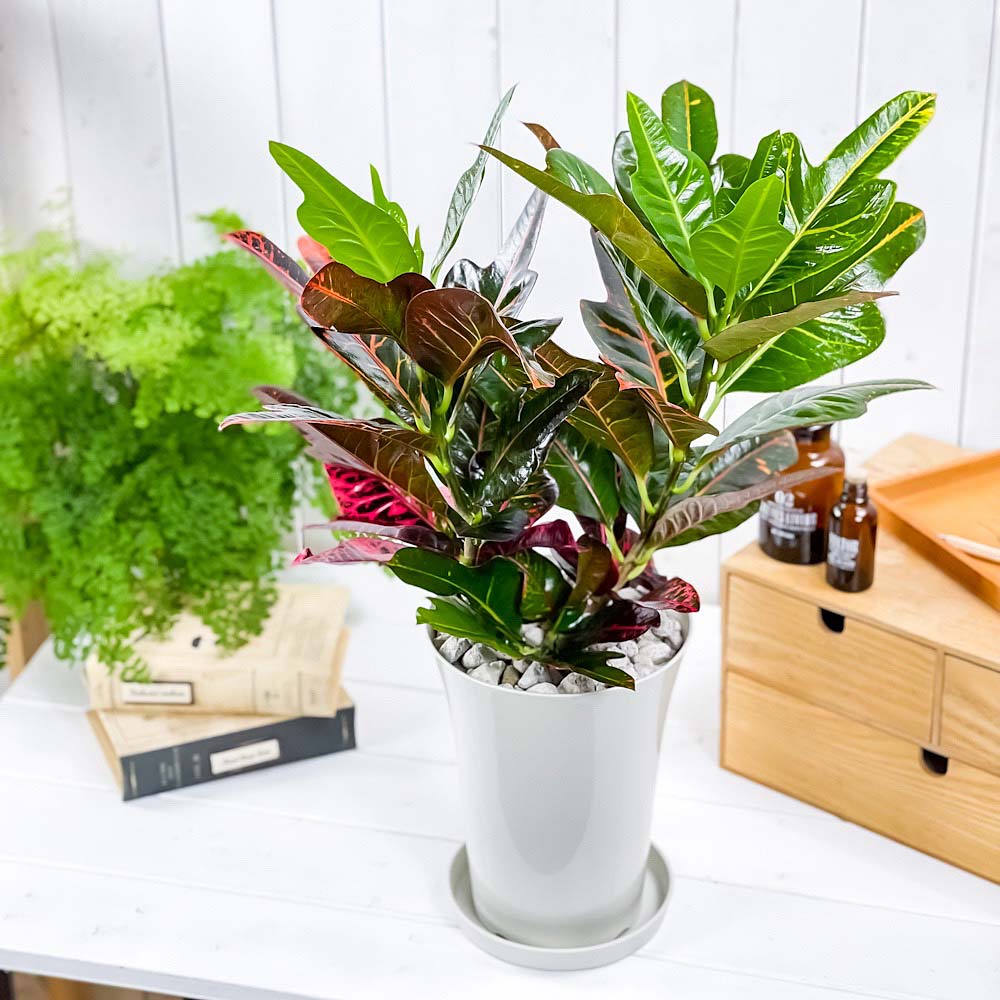 PLANCHU 観葉植物 クロトン ほこ葉系 レッド 6号鉢 受け皿付き 育て方説明書付き Codiaeum variegatum cv. ヘンヨウボク 変葉木