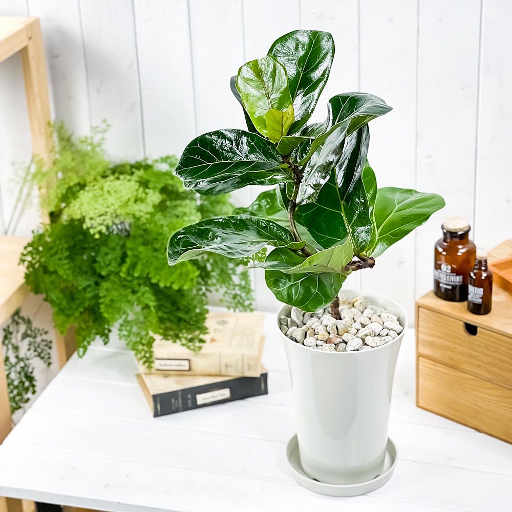 PLANCHU 観葉植物 フィカス リラータ バンビーノ 曲がり 6号鉢 受け皿付き 育て方説明書付き Ficus lyrata ‘Bambino’ ゴムノキ ゴムの木