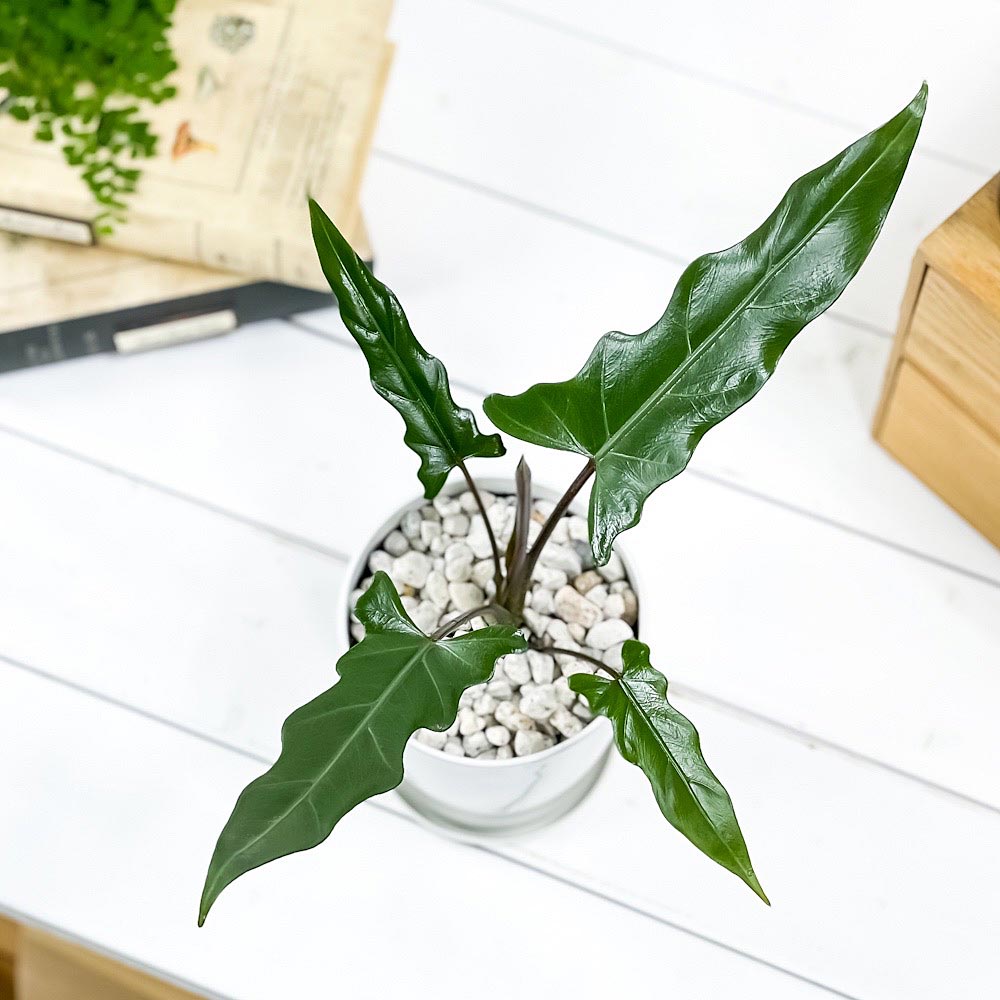 PLANCHU 観葉植物 アロカシア ラウテルバキアナ 4号鉢 受け皿付き 育て方説明書付き Alocasia lauterbachiana アロイド