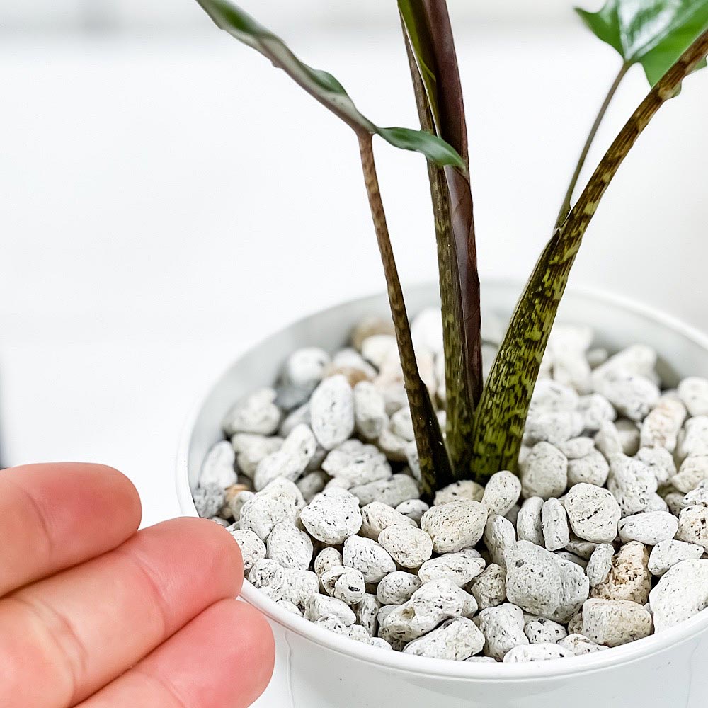 PLANCHU 観葉植物 アロカシア ラウテルバキアナ 4号鉢 受け皿付き 育て方説明書付き Alocasia lauterbachiana アロイド