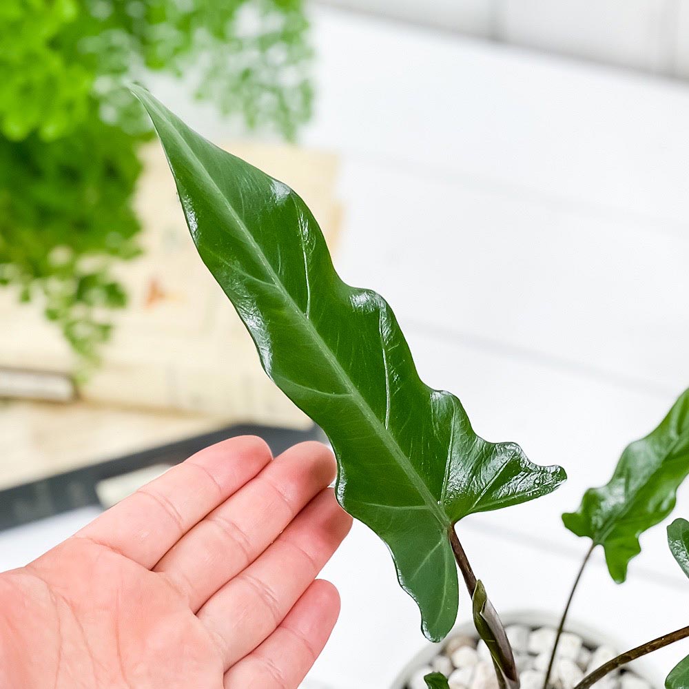 PLANCHU 観葉植物 アロカシア ラウテルバキアナ 4号鉢 受け皿付き 育て方説明書付き Alocasia lauterbachiana アロイド