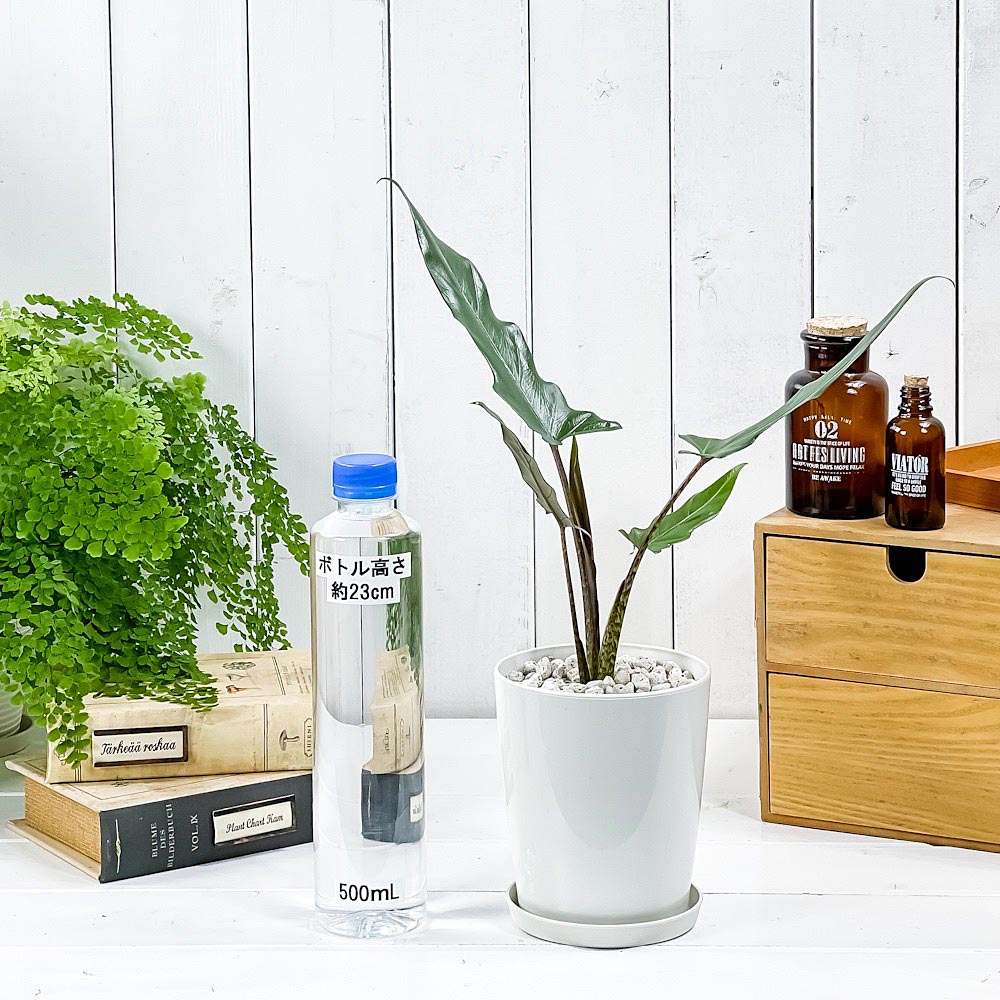 PLANCHU 観葉植物 アロカシア ラウテルバキアナ 4号鉢 受け皿付き 育て方説明書付き Alocasia lauterbachiana アロイド