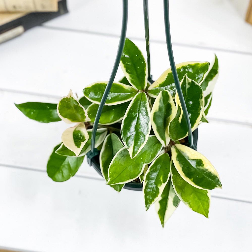 PLANCHU 観葉植物 ホヤ カルノーサ バリエガータ 4号吊り鉢 育て方説明書付き Hoya carnosa ‘Variegata’ ガガイモ サクララン 桜蘭