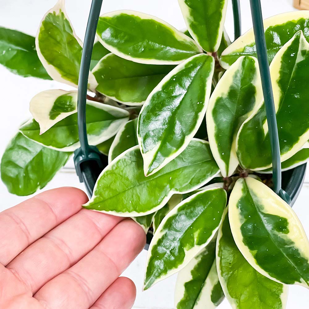 PLANCHU 観葉植物 ホヤ カルノーサ バリエガータ 4号吊り鉢 育て方説明書付き Hoya carnosa ‘Variegata’ ガガイモ サクララン 桜蘭