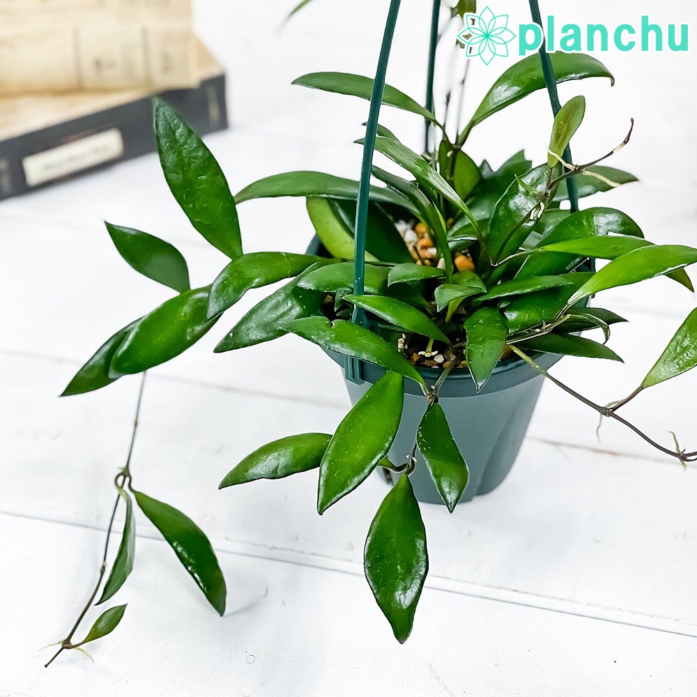 PLANCHU 観葉植物 ホヤ デビットクミンギー 4号吊り鉢 育て方説明書付き Hoya davidcummingii ガガイモ サクララン 桜蘭 レア品種