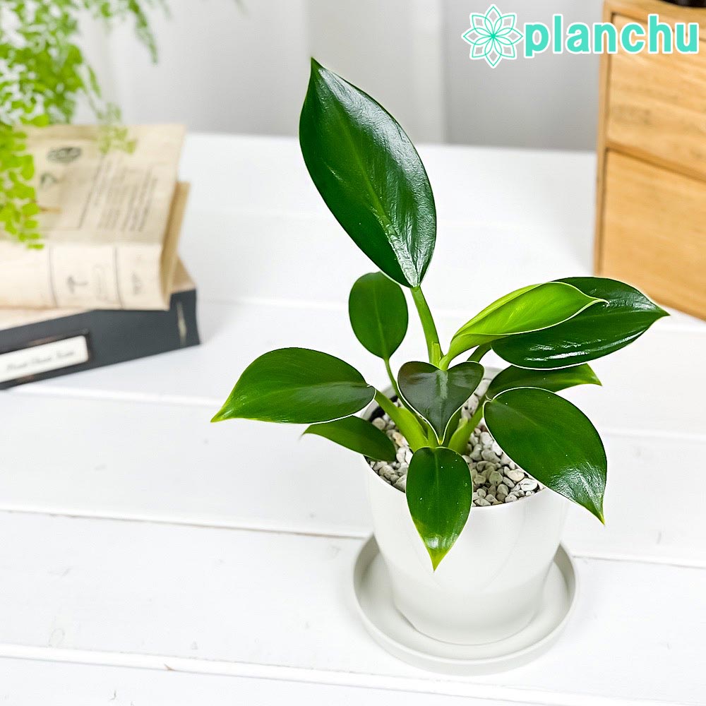 PLANCHU 観葉植物 フィロデンドロン グリーンプリンセス 3.5号鉢 受け皿付き 育て方説明書付き Philodendron ‘Green Princess’ アロイド