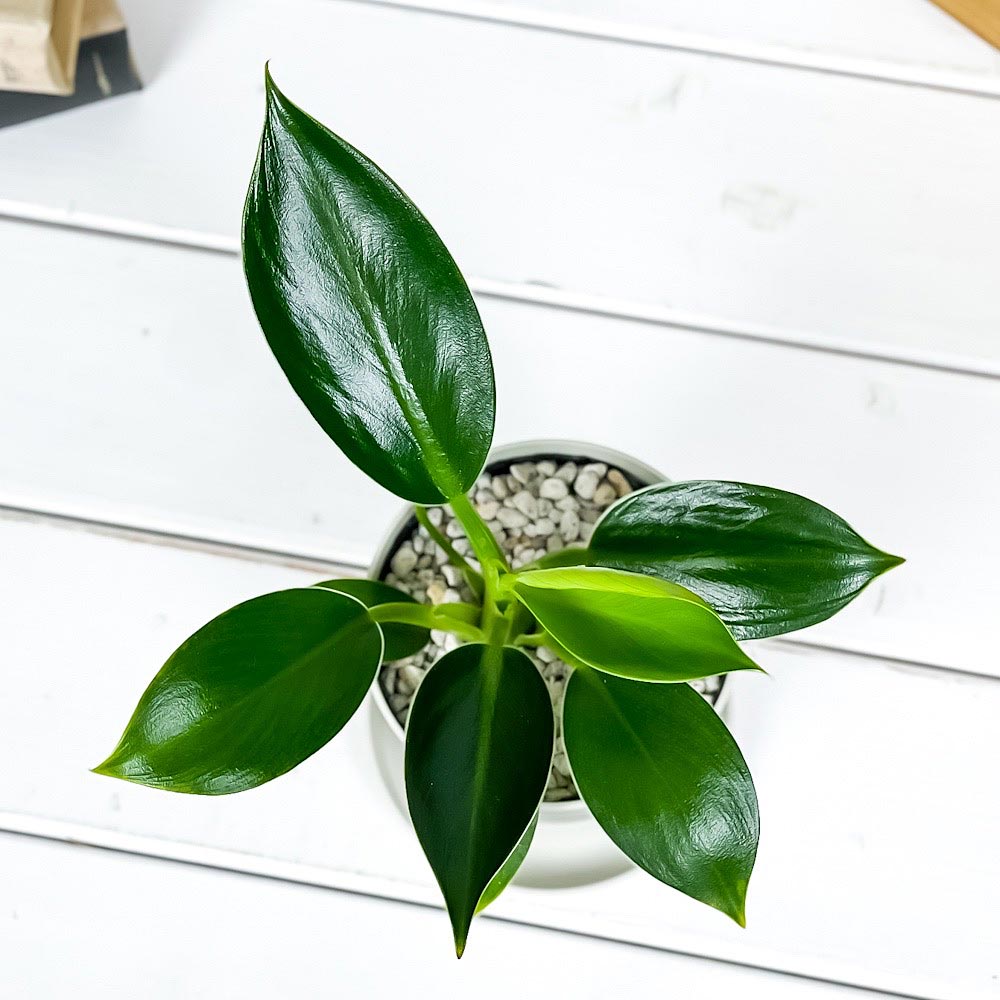 PLANCHU 観葉植物 フィロデンドロン グリーンプリンセス 3.5号鉢 受け皿付き 育て方説明書付き Philodendron ‘Green Princess’ アロイド