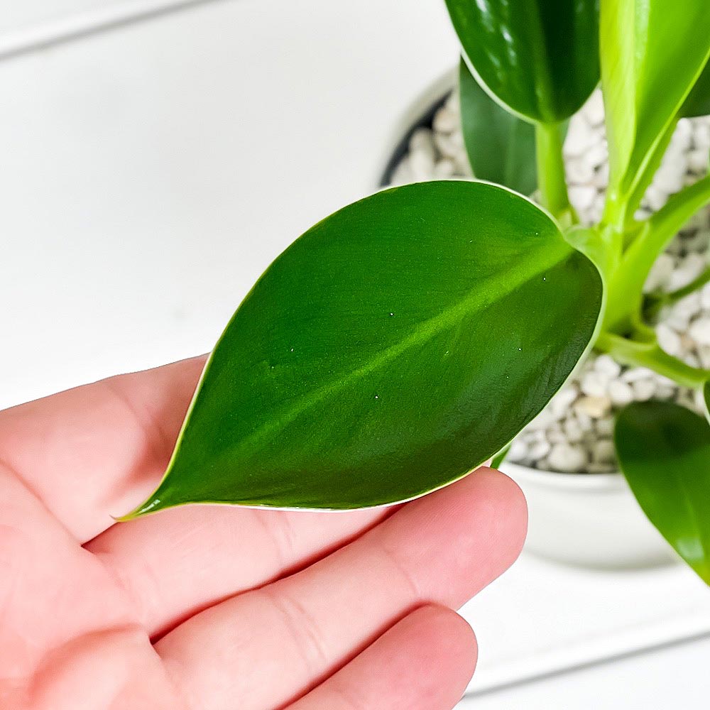 PLANCHU 観葉植物 フィロデンドロン グリーンプリンセス 3.5号鉢 受け皿付き 育て方説明書付き Philodendron ‘Green Princess’ アロイド