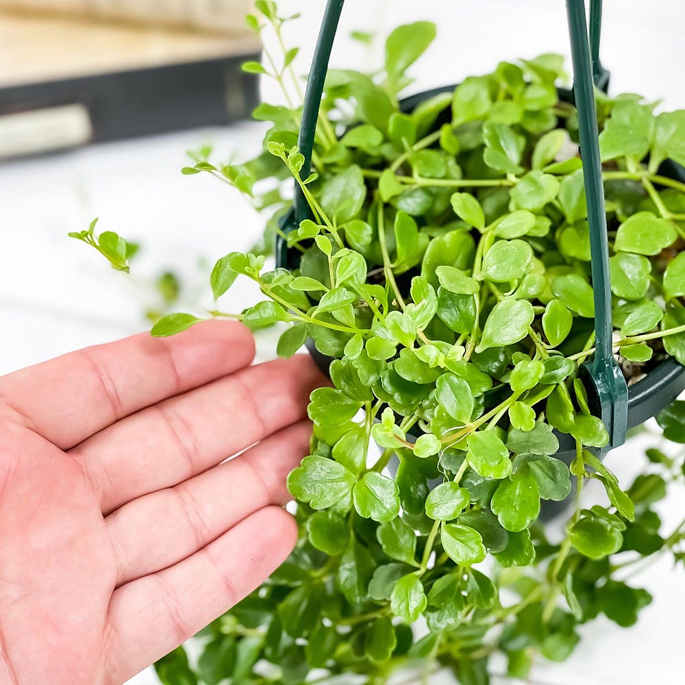 PLANCHU 多肉植物 カランコエ フィフィ 4号吊り鉢 育て方説明書付き Kalanchoe uniflora ‘phi phi’ 観葉植物