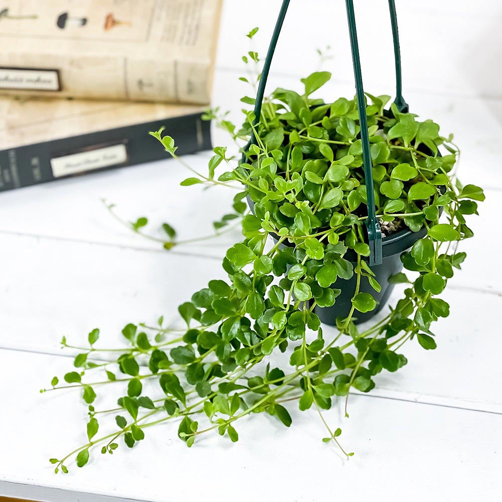 PLANCHU 多肉植物 カランコエ フィフィ 4号吊り鉢 育て方説明書付き Kalanchoe uniflora ‘phi phi’ 観葉植物