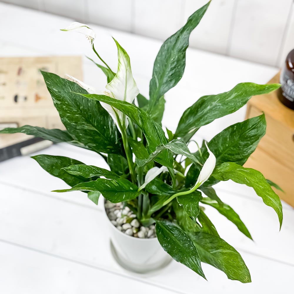 PLANCHU 観葉植物 スパティフィラム ドミノ 4号鉢 受け皿付き 育て方説明書付き Spathiphyllum ‘Domino’ 斑入り アロイド