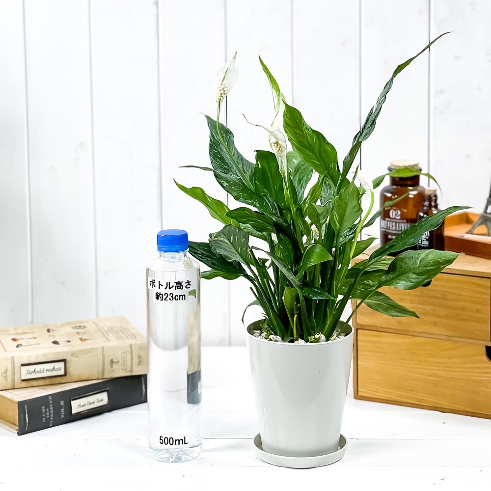 PLANCHU 観葉植物 スパティフィラム ドミノ 4号鉢 受け皿付き 育て方説明書付き Spathiphyllum ‘Domino’ 斑入り アロイド