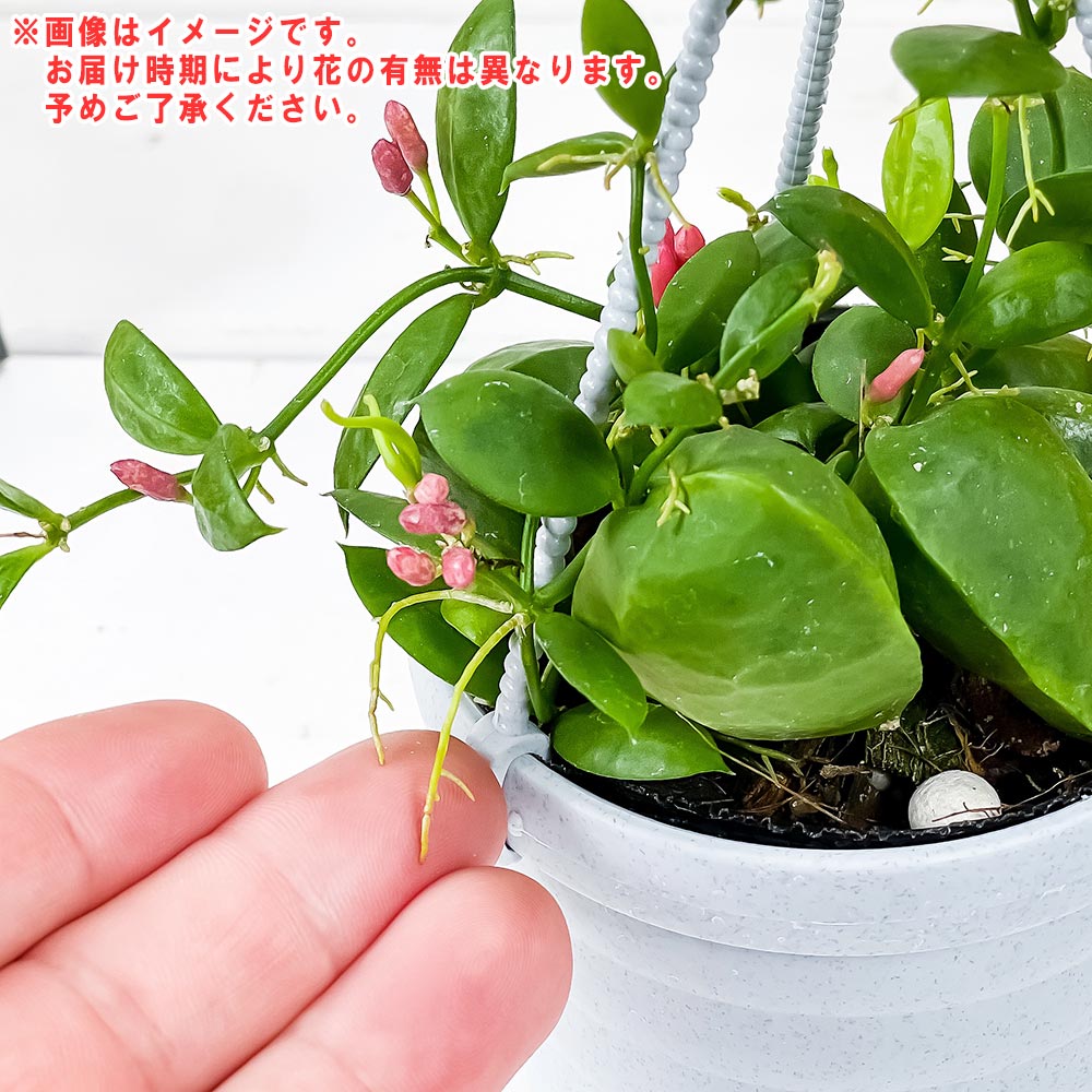 PLANCHU 観葉植物 ディスキディア カンガルーポケット 3号吊り鉢 育て方説明書付き Dischidia pectenoides