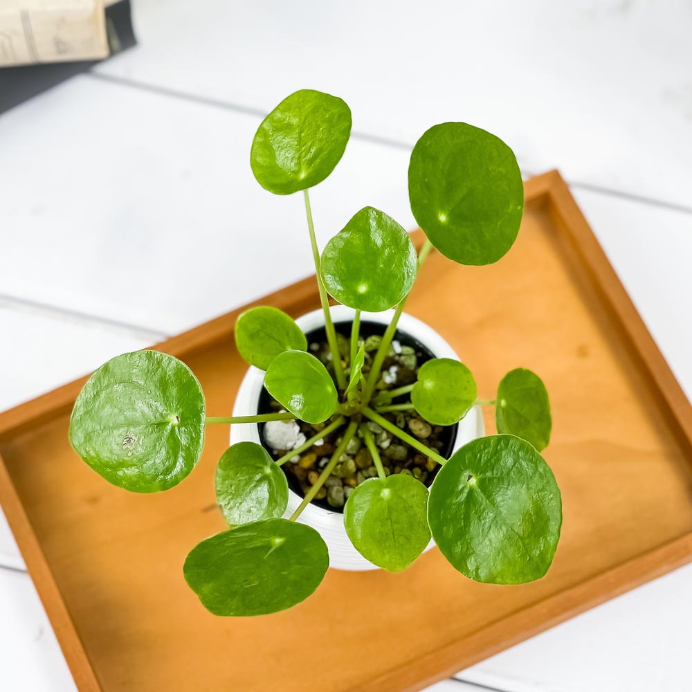 PLANCHU 観葉植物 ピレア ペペロミオイデス 3号丸鉢 受け皿付き 育て方説明書付き Pilea peperomioides パンケーキプランツ