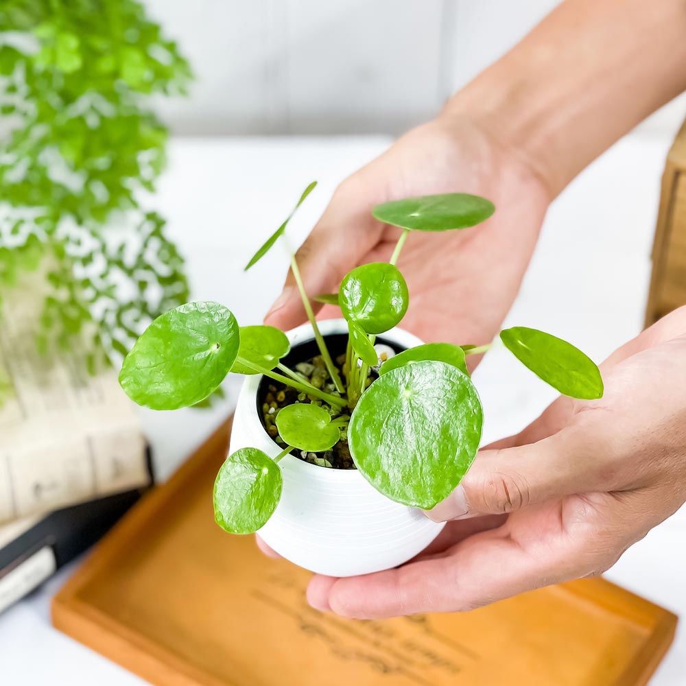 PLANCHU 観葉植物 ピレア ペペロミオイデス 3号丸鉢 受け皿付き 育て方説明書付き Pilea peperomioides パンケーキプランツ