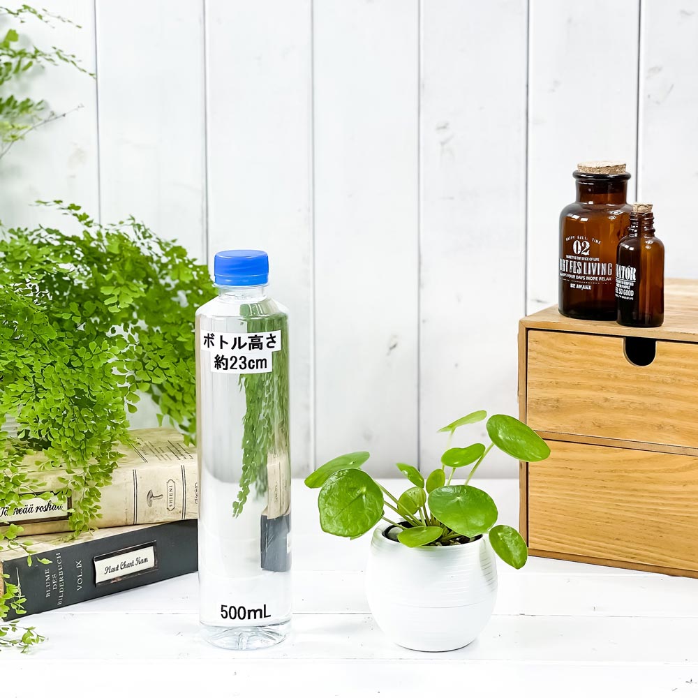 PLANCHU 観葉植物 ピレア ペペロミオイデス 3号丸鉢 受け皿付き 育て方説明書付き Pilea peperomioides パンケーキプランツ