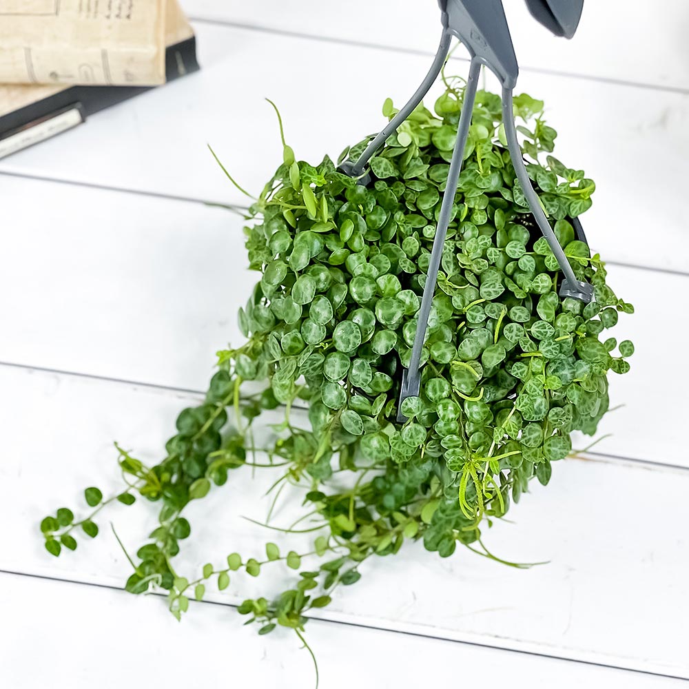 PLANCHU 観葉植物 ペペロミア タートル 4号吊り鉢 育て方説明書付き Peperomia prostrata プロストラータ