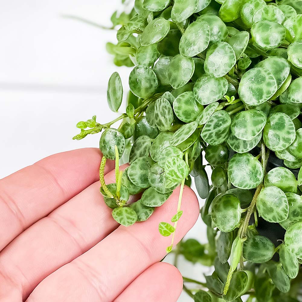 PLANCHU 観葉植物 ペペロミア タートル 4号吊り鉢 育て方説明書付き Peperomia prostrata プロストラータ