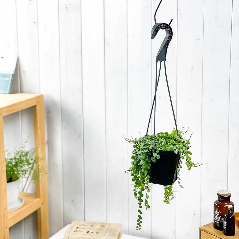 PLANCHU 観葉植物 ペペロミア タートル 4号吊り鉢 育て方説明書付き Peperomia prostrata プロストラータ