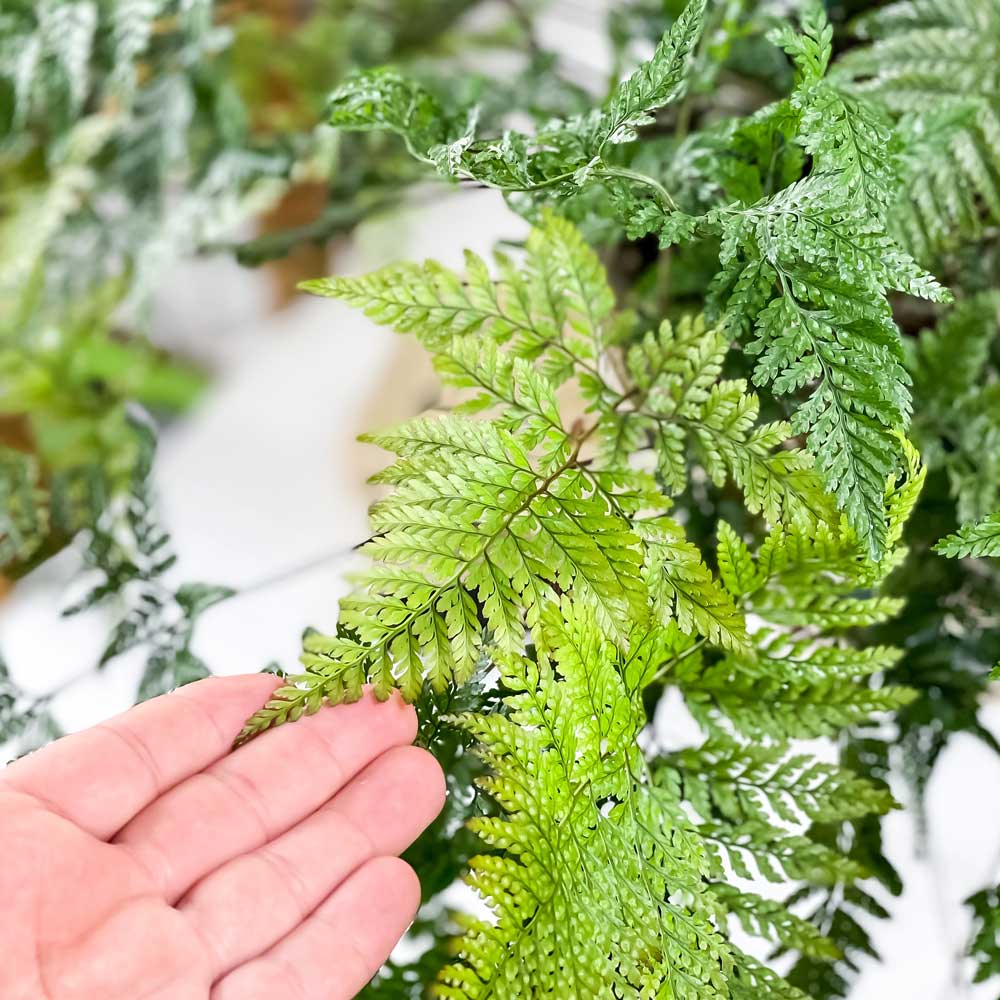 PLANCHU 観葉植物 ダバリア トキワシノブ 7号吊り鉢 育て方説明書付き Davallia tyermannii シダ植物 常盤忍 大株 充実株