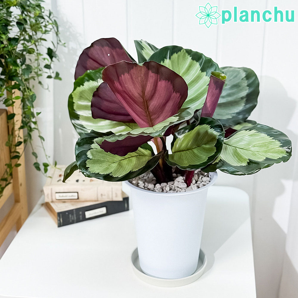 PLANCHU 観葉植物 カラテア ノーザンライト 6号鉢 受け皿付き 育て方説明書付き Calathea ‘Northern lights’
