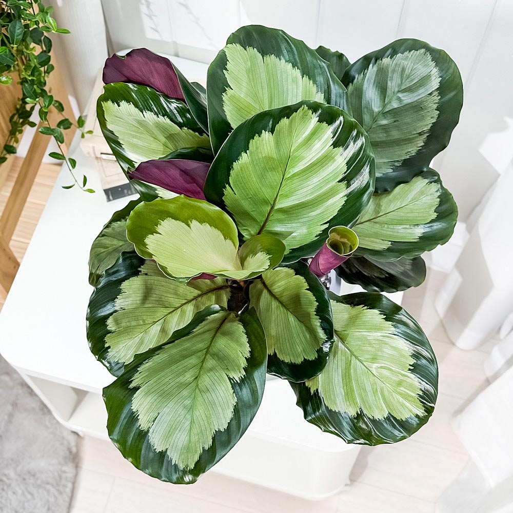 PLANCHU 観葉植物 カラテア ノーザンライト 6号鉢 受け皿付き 育て方説明書付き Calathea ‘Northern lights’